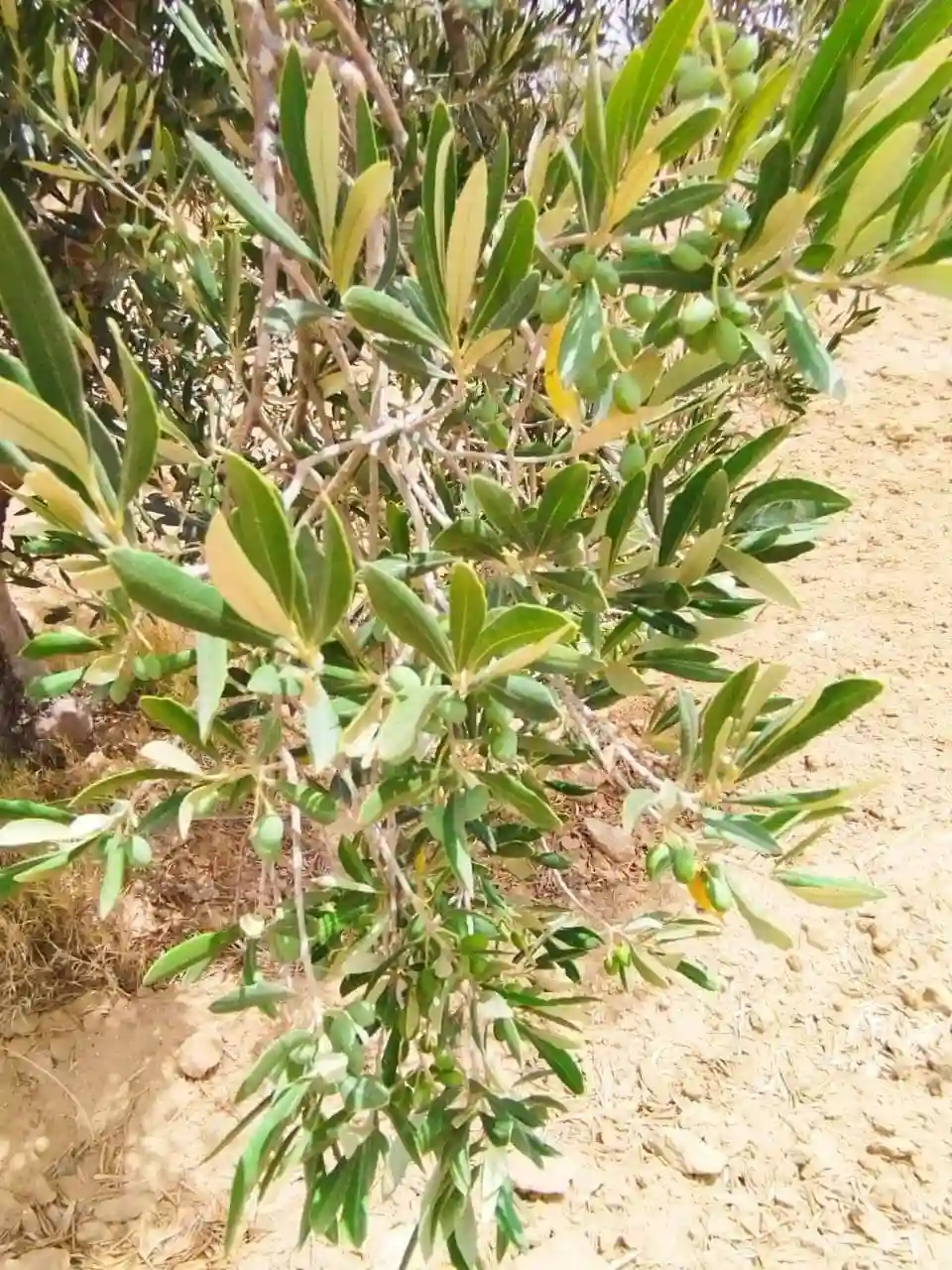 Av Terrain 9000m +120 Oliviers à Zaghouan - Vue 3