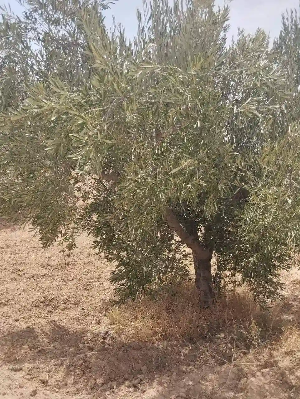 Av Terrain 9000m +120 Oliviers à Zaghouan - Vue 4