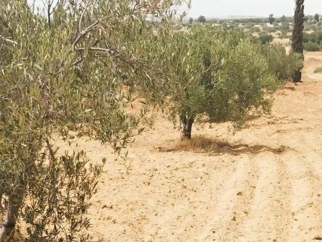 Av Terrain 9000m +120 Oliviers à Zaghouan - Vue 6