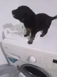 Beau Berger Allemand Noir à Bab Bhar