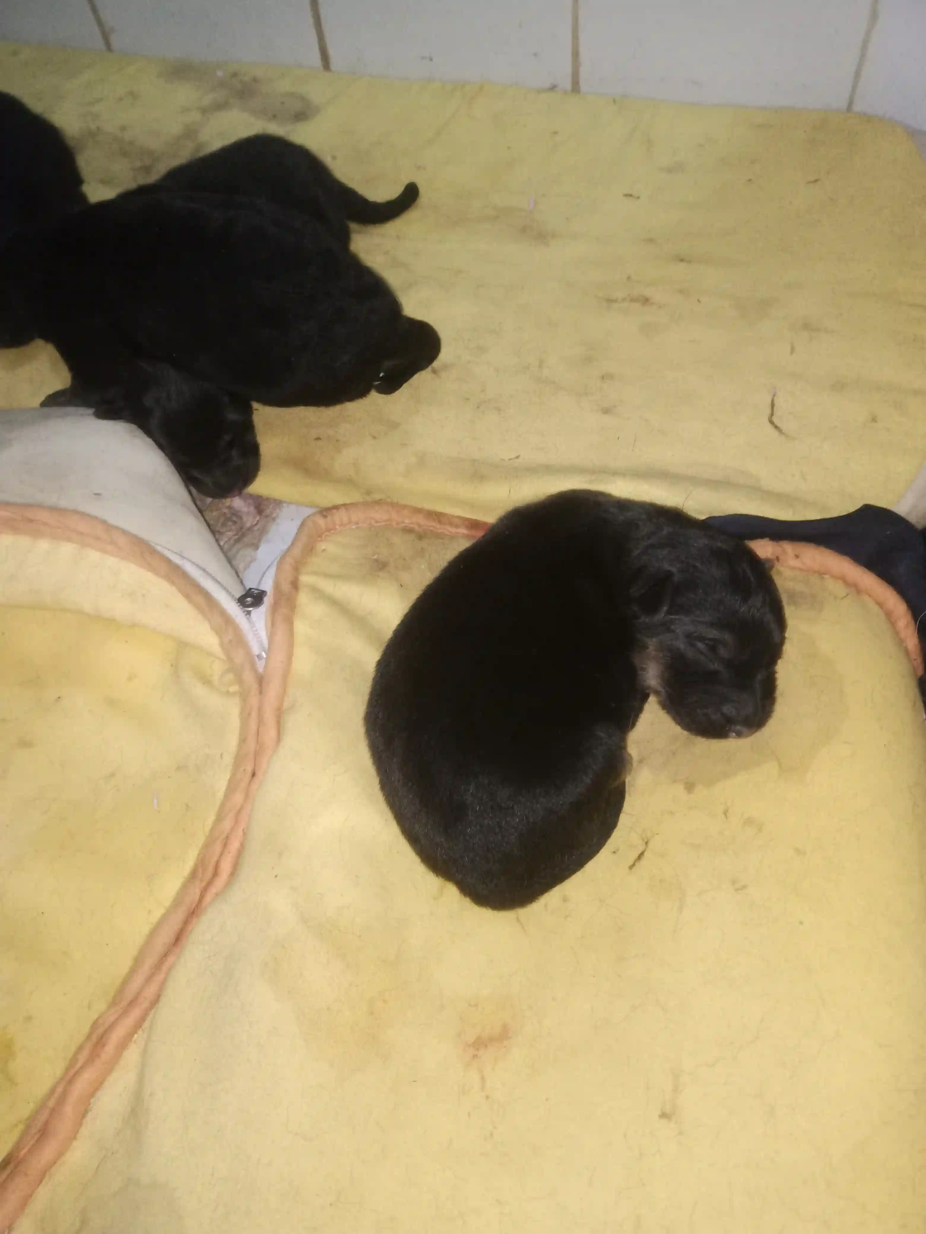 Beau Berger Allemand Noir à Bab Bhar - Vue 1