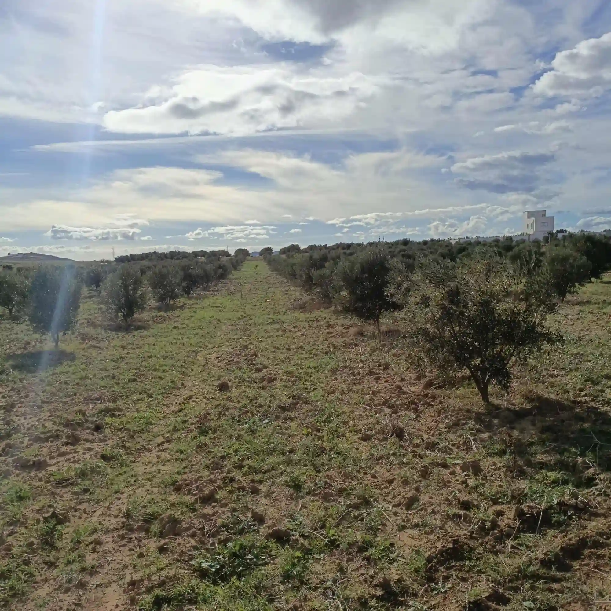 Av Terrain de 1000m à Monchar pas Loin de Hammamet sud - Vue 2