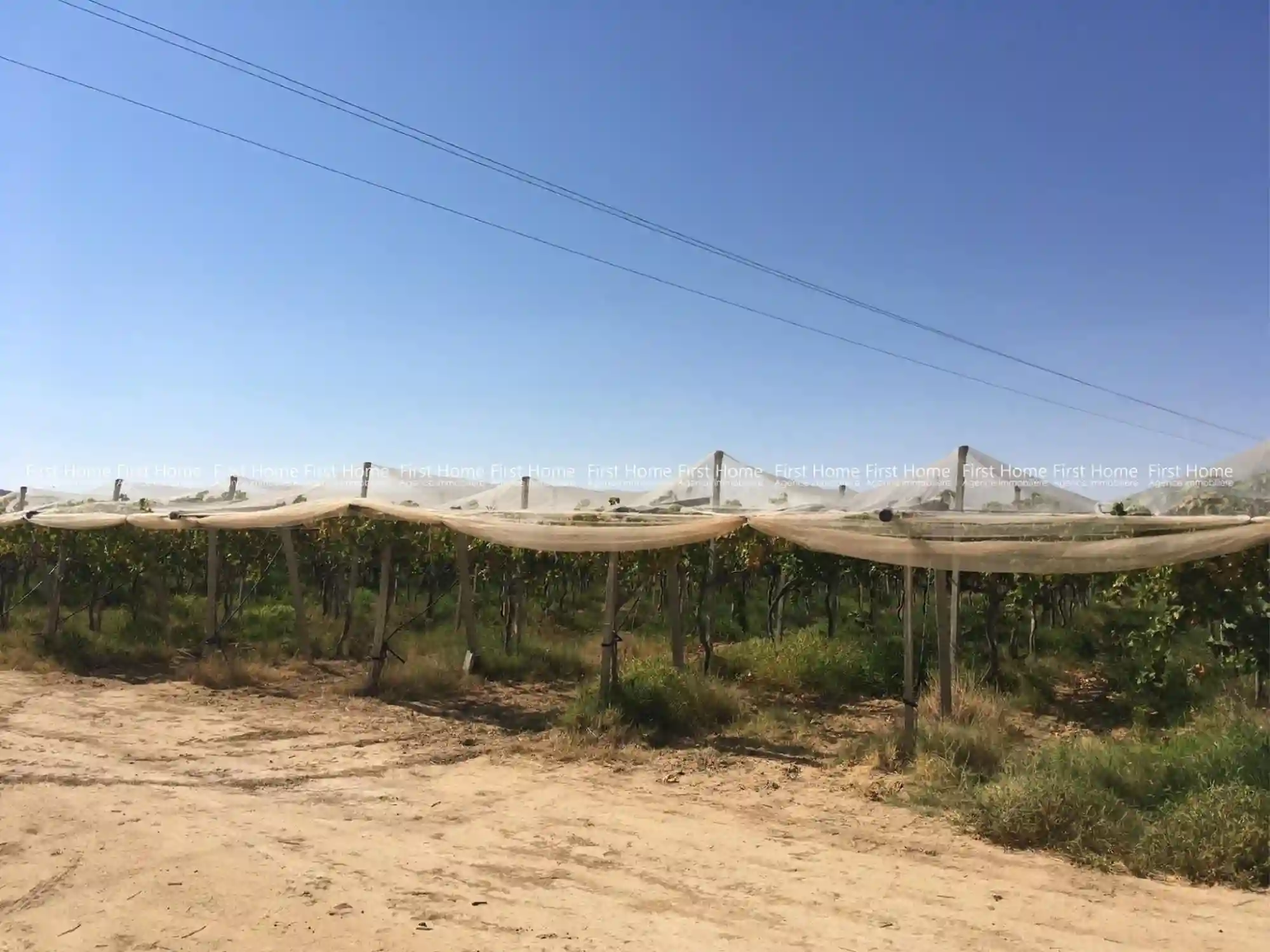 Ferme à Mezzouna Sidi Bouzid - Vue 2