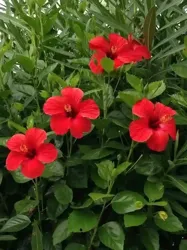 21226774 Vente et Pose Gazon Naturelle Tunisie