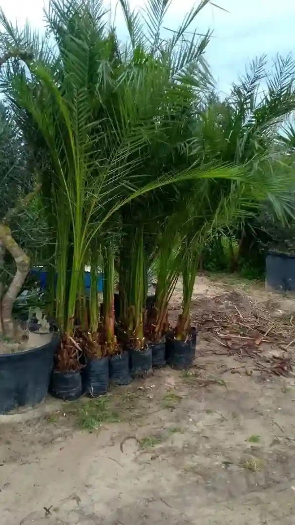 21226774 Vente et Pose Gazon Naturelle Tunisie - Vue 1