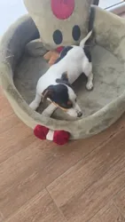 Un Chien Jack Russel à Ariana Ville