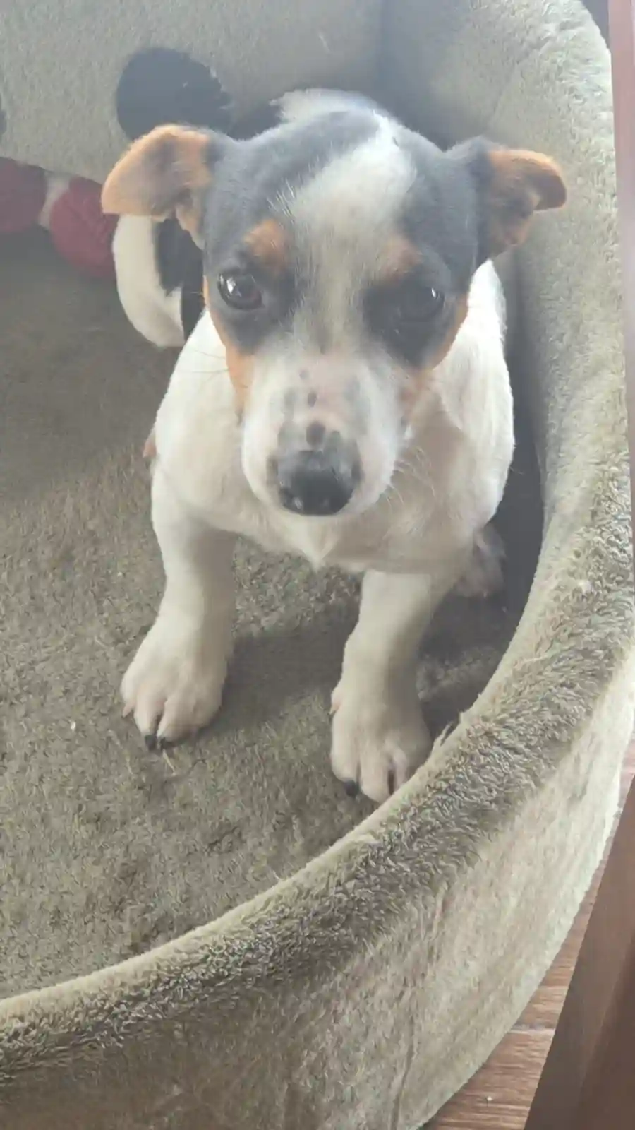 Un Chien Jack Russel à Ariana Ville - Vue 1