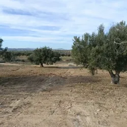 Av Beau Terrain de 600m Proche Hammamet Yasmine