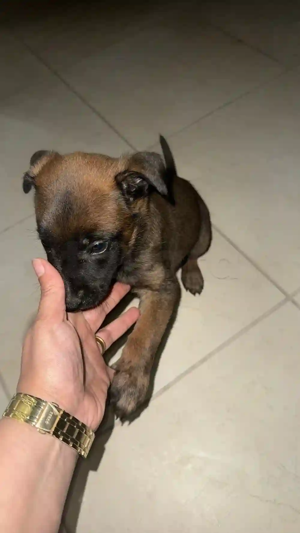 Malinois à Vendre - Vue 1