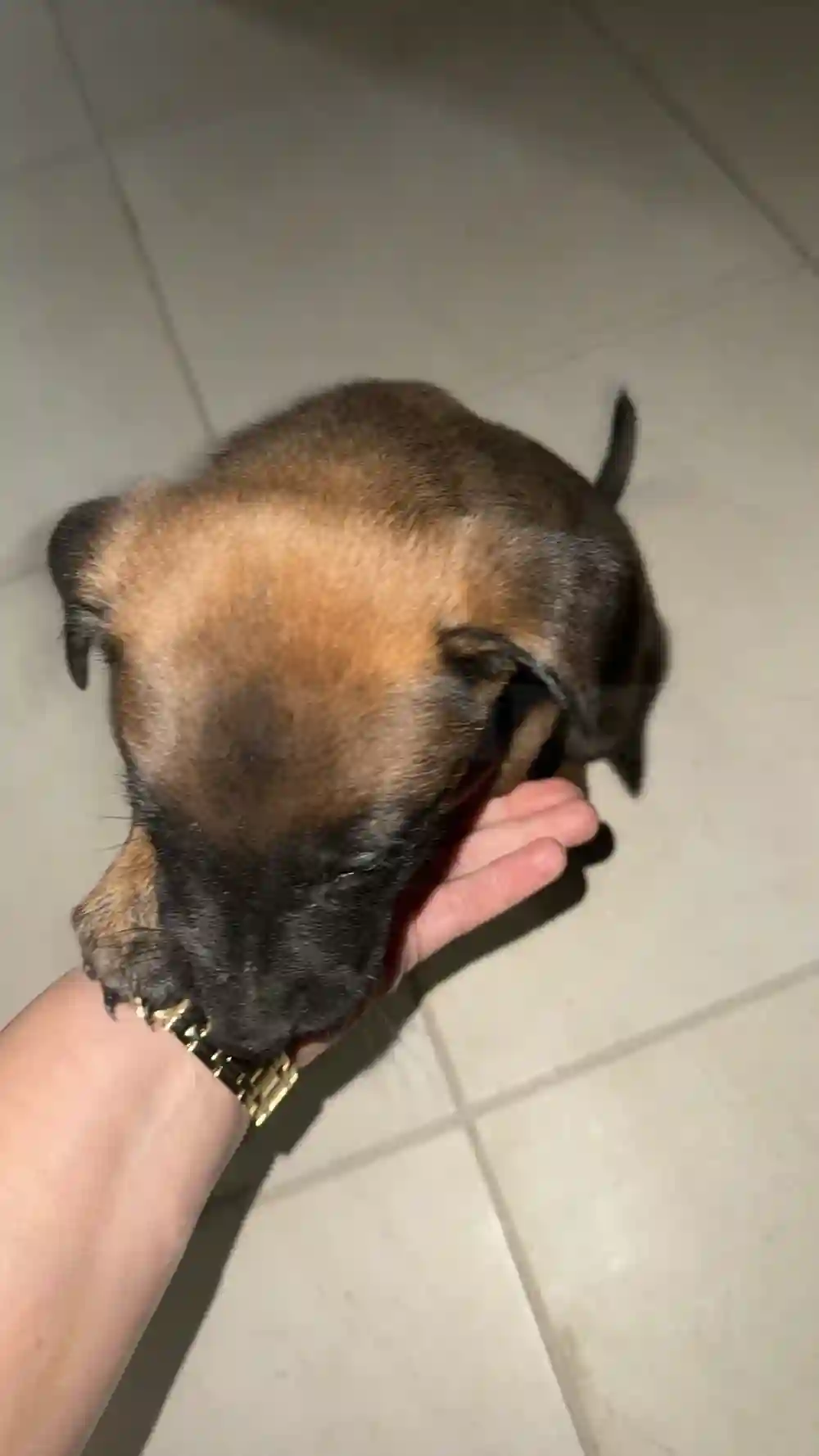 Malinois à Vendre - Vue 2