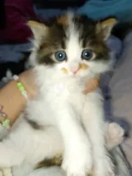 Chaton Angora Croise