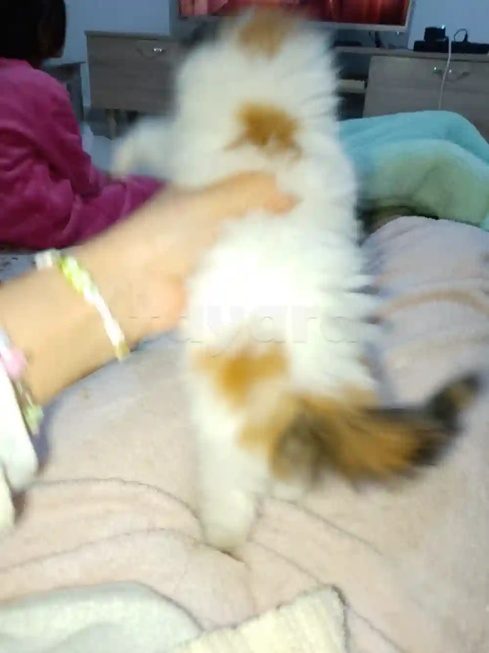 Chaton Angora Croise - Vue 1