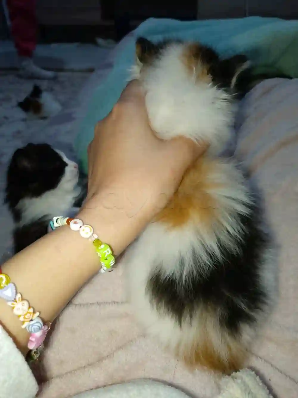 Chaton Angora Croise - Vue 2