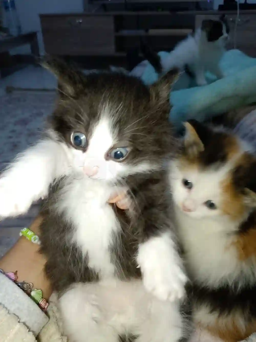 Chaton Angora Croise - Vue 3