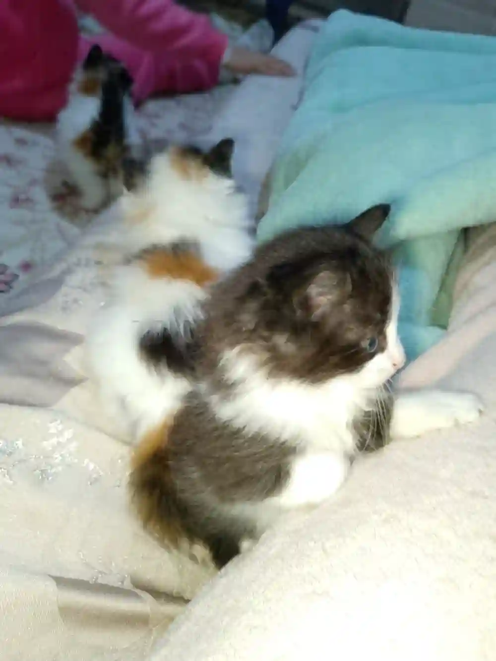 Chaton Angora Croise - Vue 4