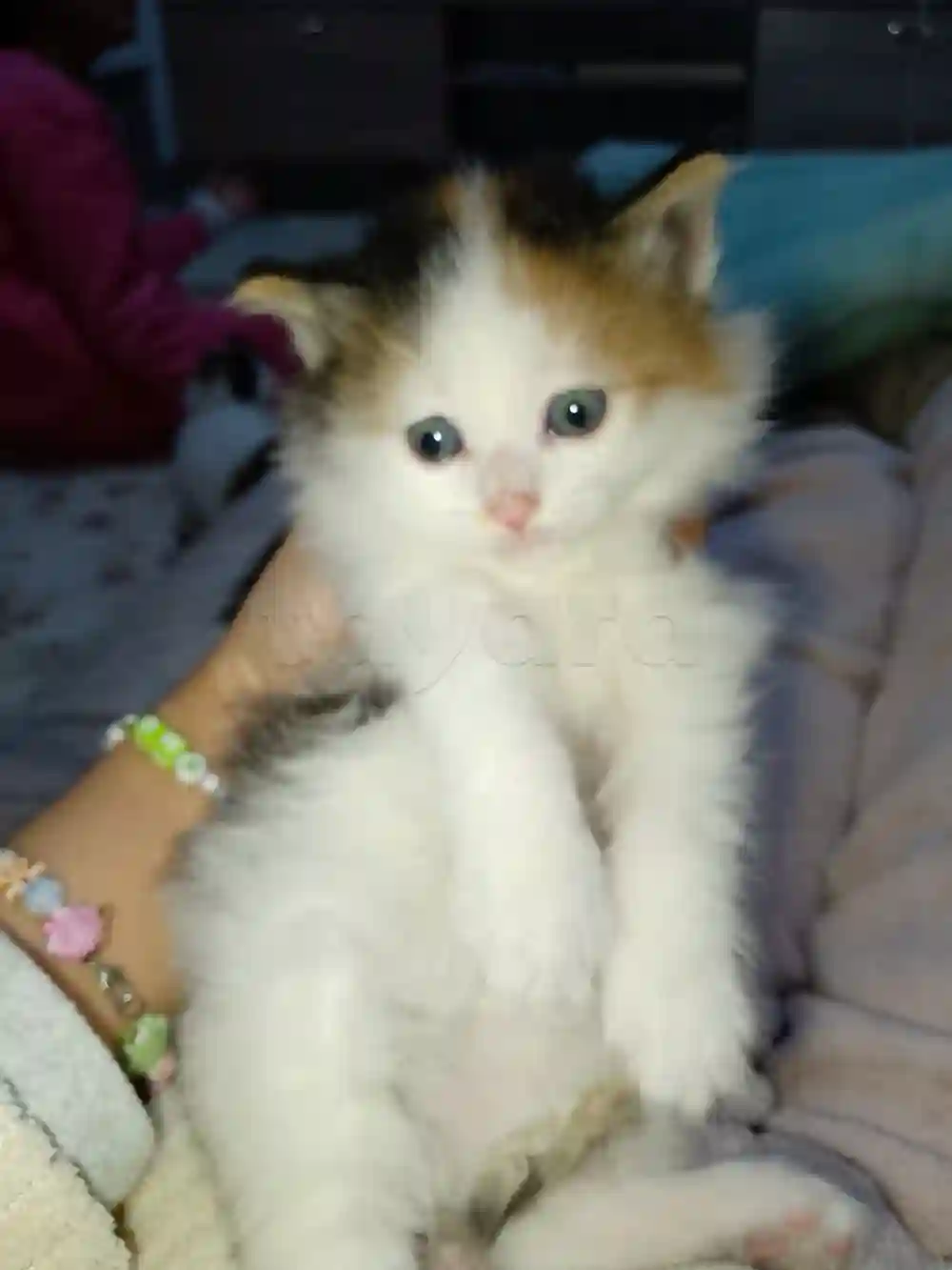 Chaton Angora Croise - Vue 5