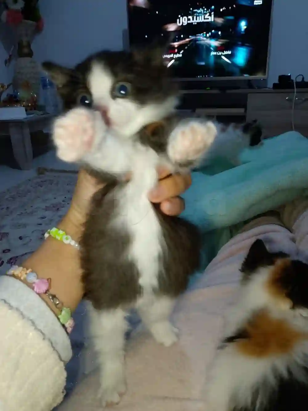 Chaton Angora Croise - Vue 6