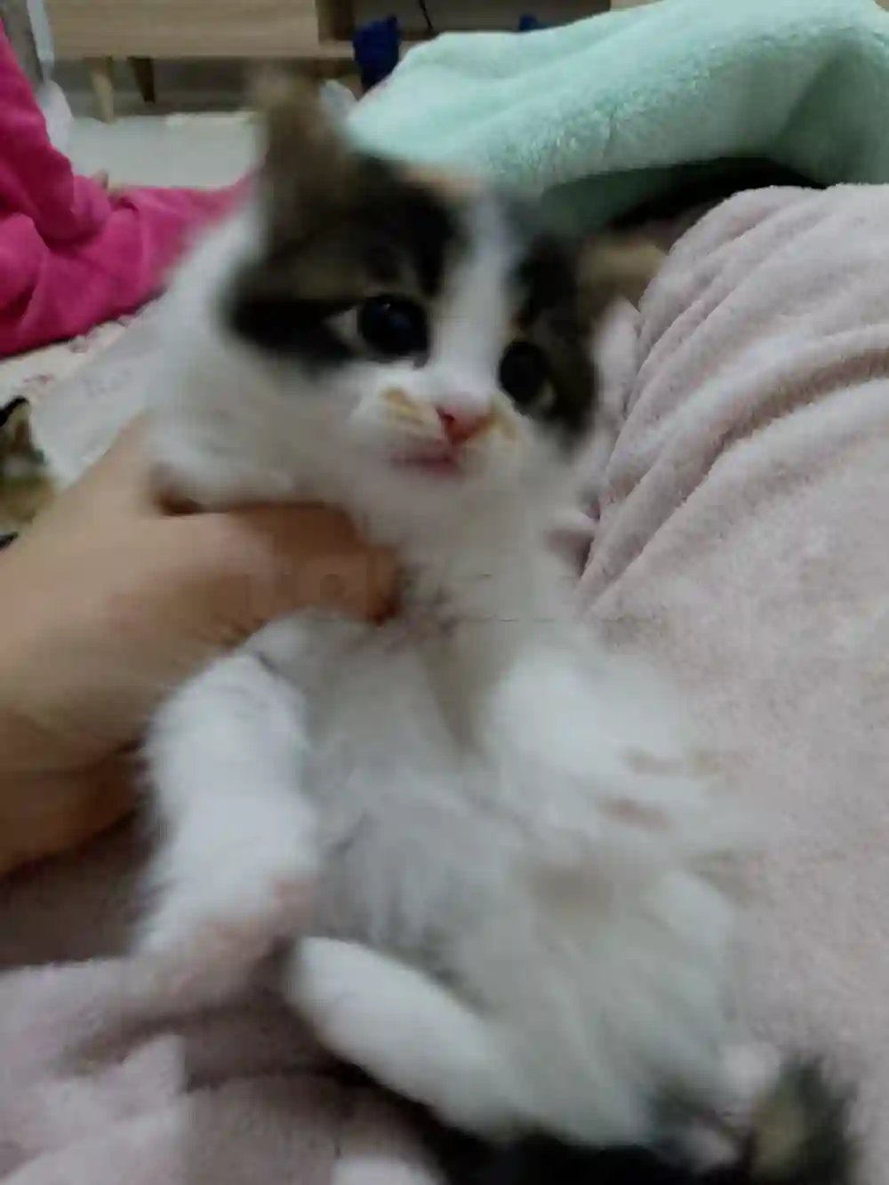 Chaton Angora Croise - Vue 7