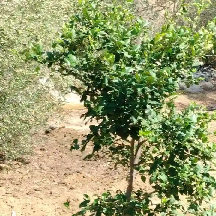 Terrain à Vendre à Kélibia - Vue 1