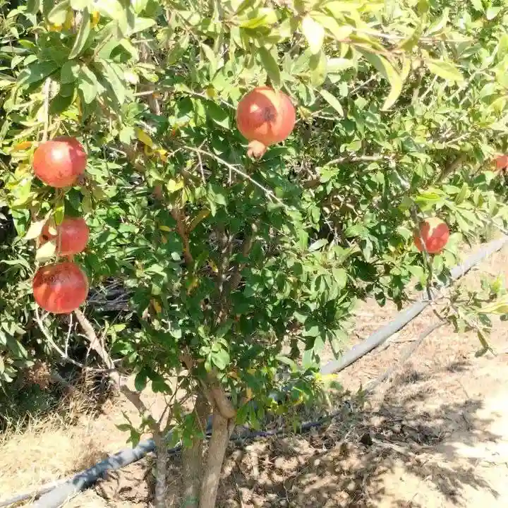 Terrain à Vendre à Kélibia - Vue 5