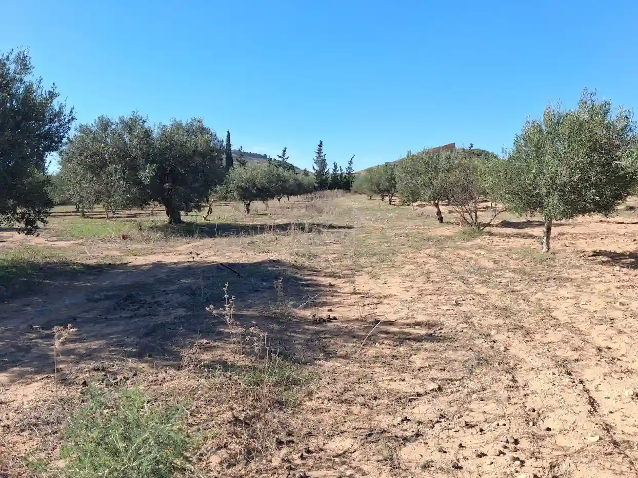 Terrain Constructible à Sidi Khelifa - Vue 2