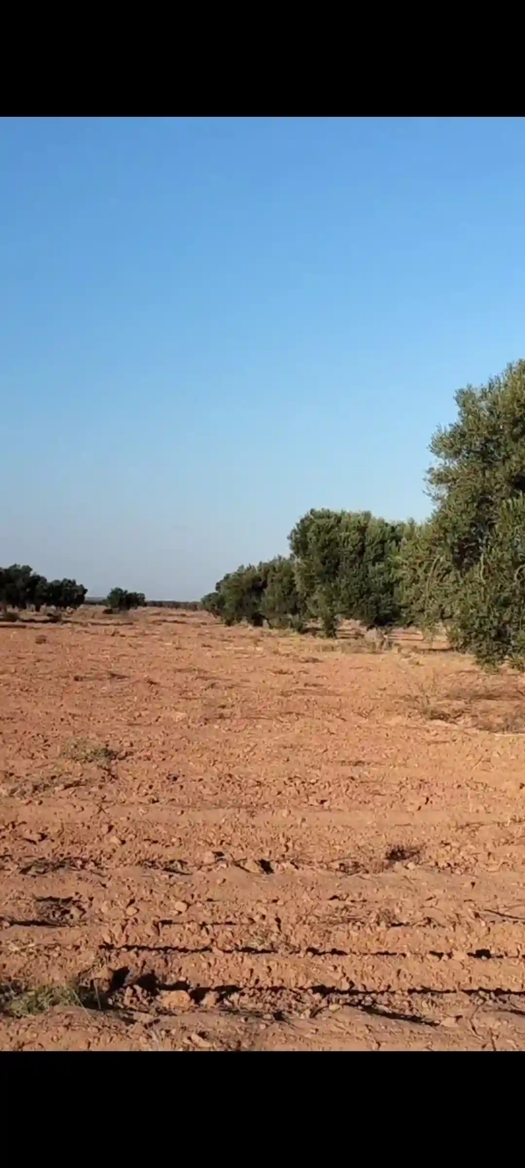للبيع أرض فلاحية صفاقس 19 هكتار زيتون شملالي - Vue 1