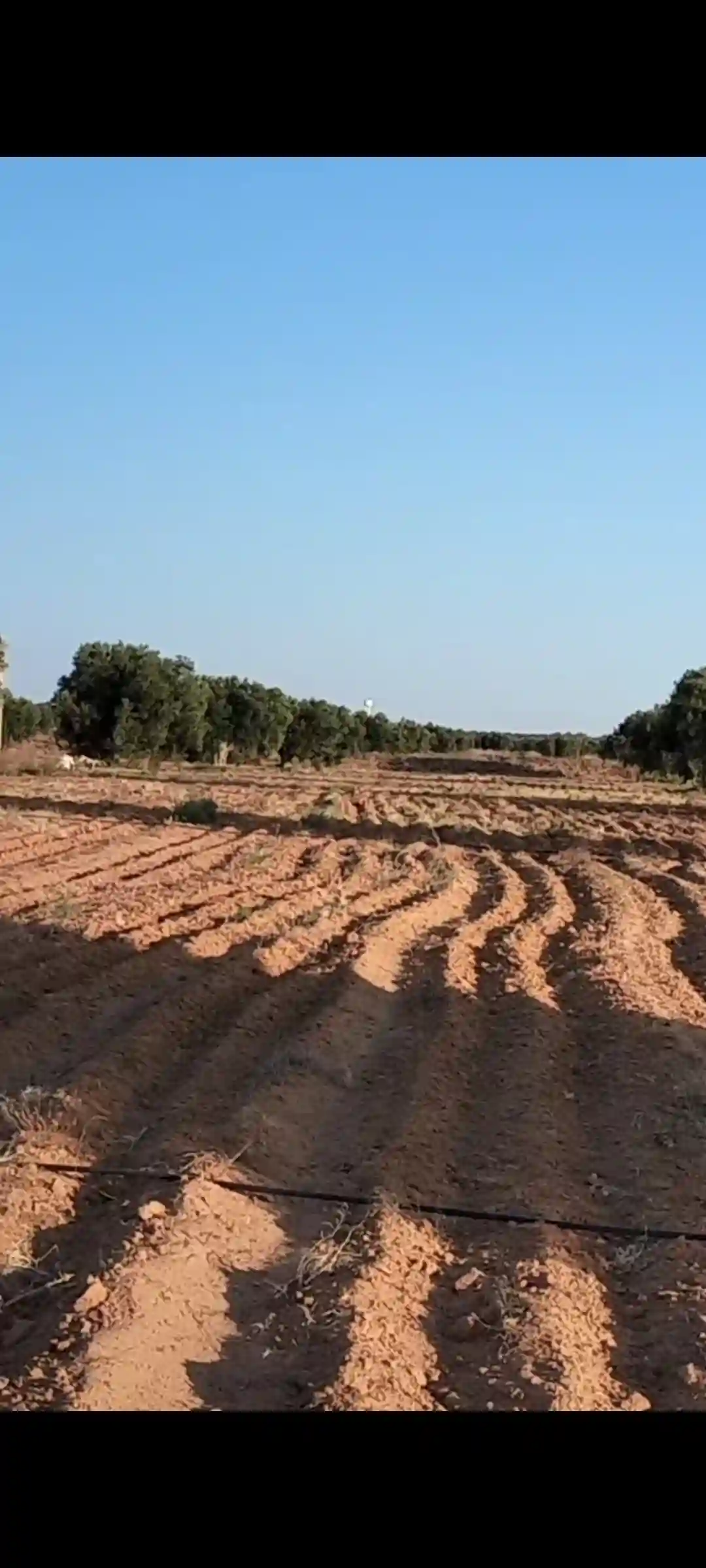 للبيع أرض فلاحية صفاقس 19 هكتار زيتون شملالي - Vue 2