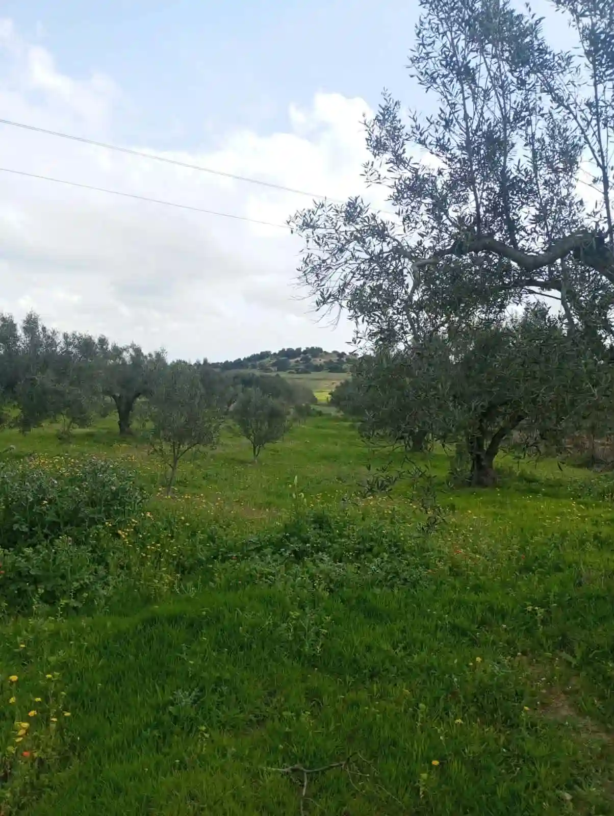 Av Terrain de 9000m +120 Oliviers à Zaghouen - Vue 1