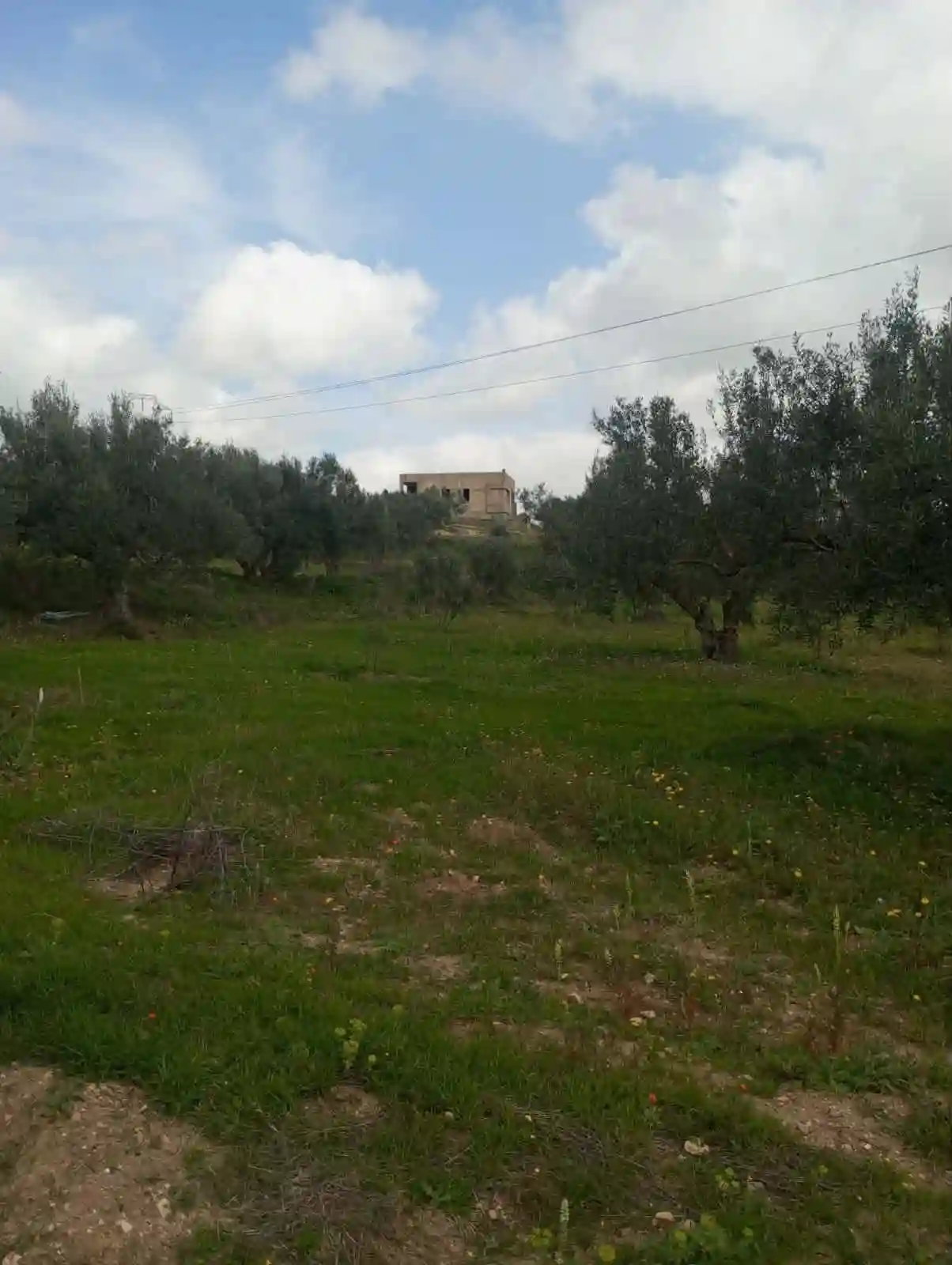 Av Terrain de 9000m +120 Oliviers à Zaghouen - Vue 3